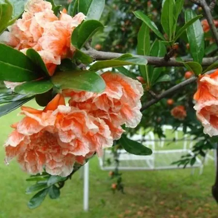 Varsc Vendégház Varzo